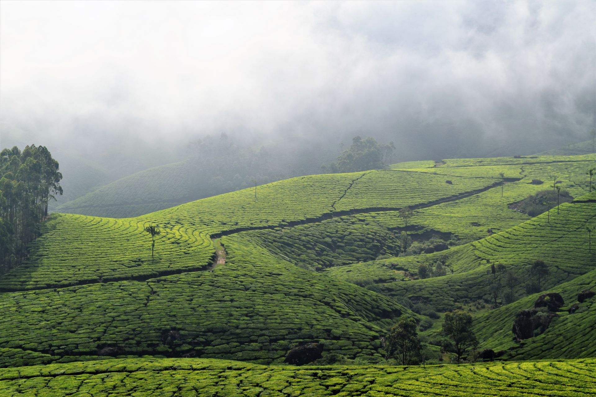 munnar tea garden kerala