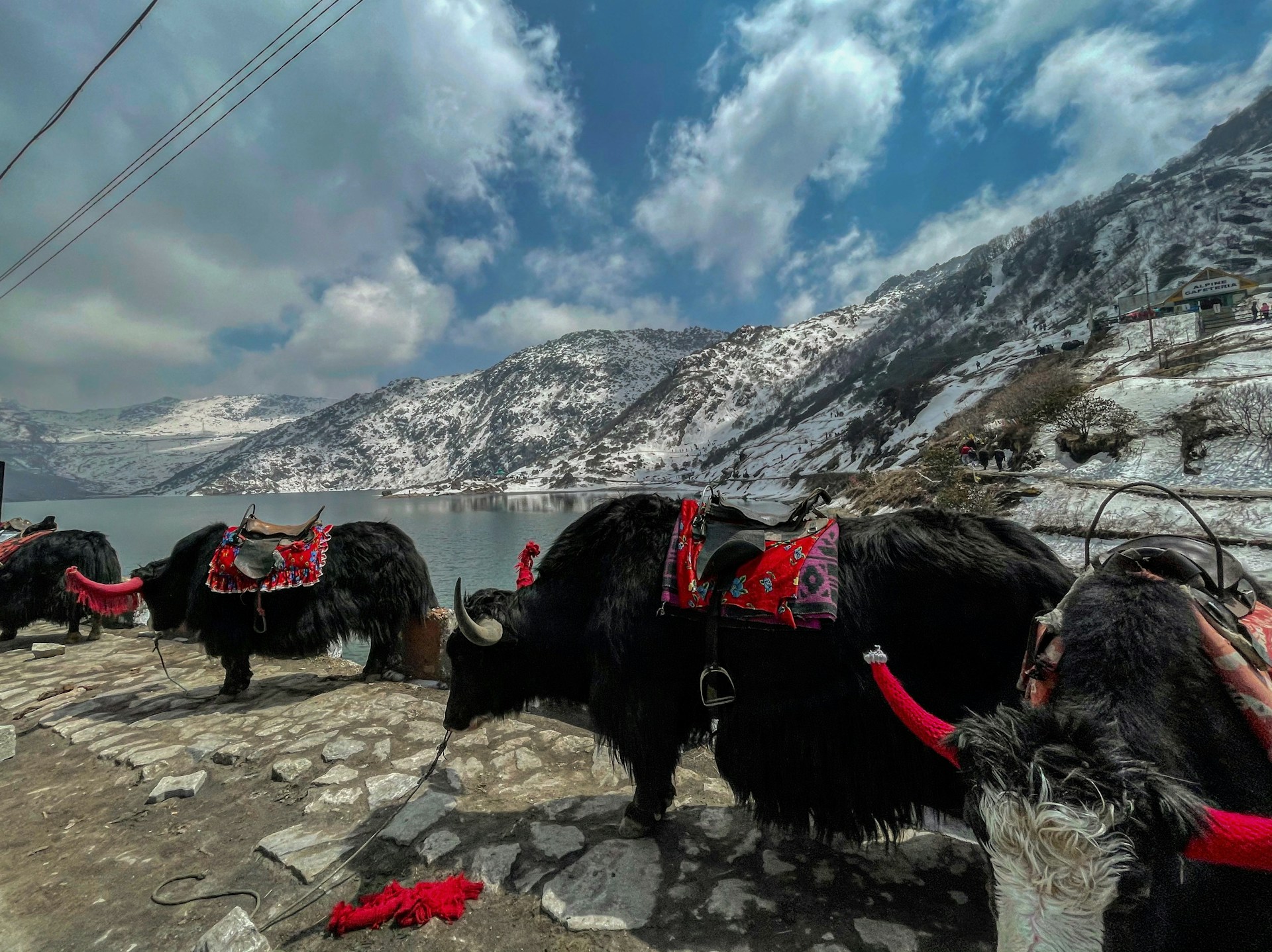 Yaks at Tsomgo Lake East Sikkim
