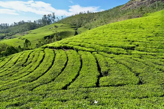 4 Nights 5 Days Munnar, Vagamon, Alleppey Package