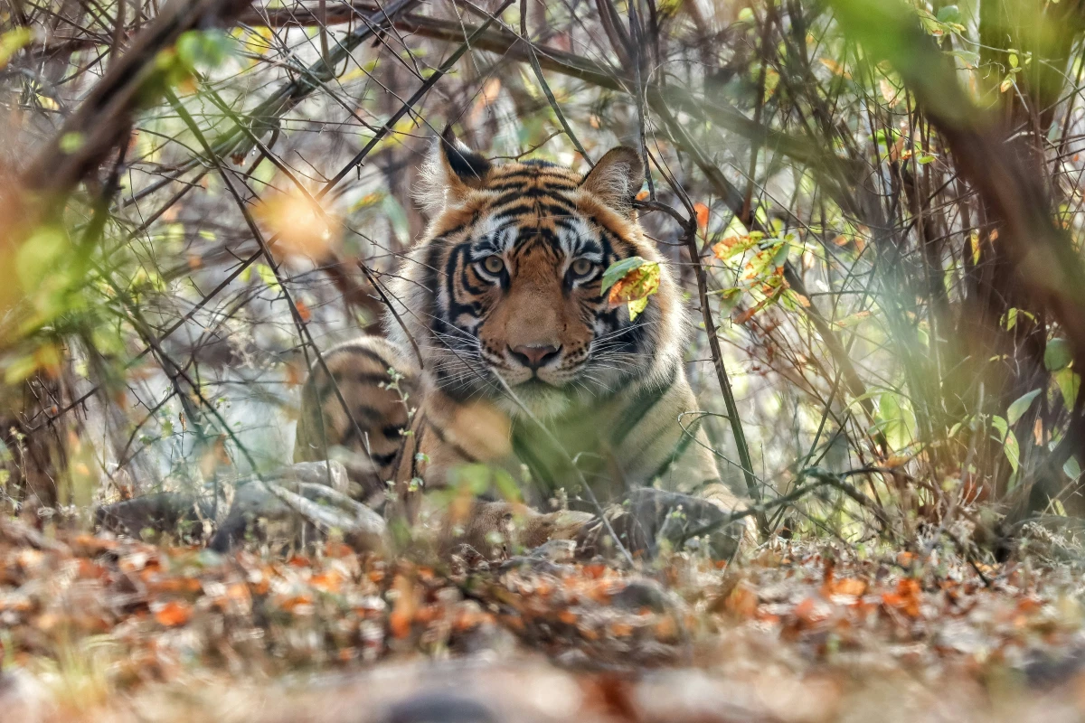 Tradition and Nature Collide in Jaipur and Ranthambore - 3N/4D - Featured Image