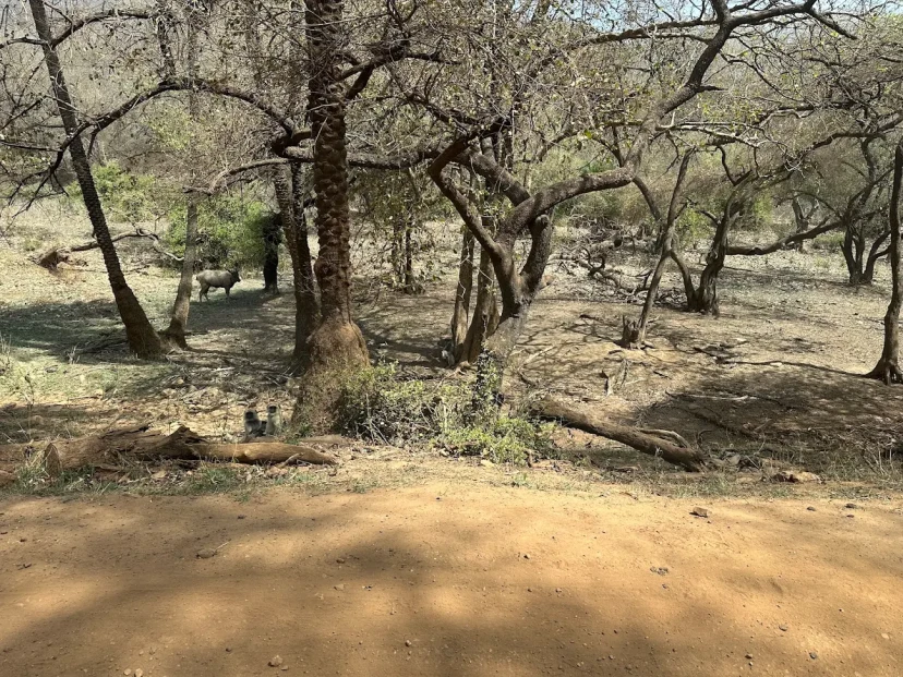 Jawai